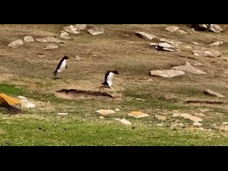 meeting penguins